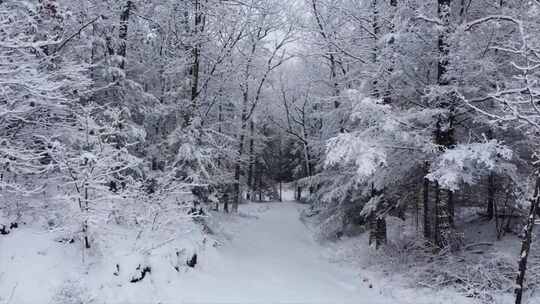 航拍森林雪山雪后森林小路