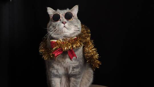 猫戴着眼镜庆祝2022年新年视频素材模板下载