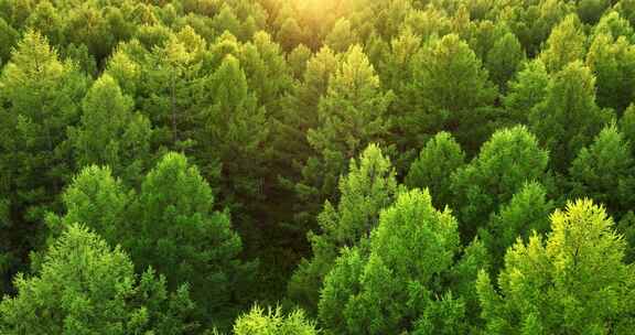 森林阳光自然风景生态环境
