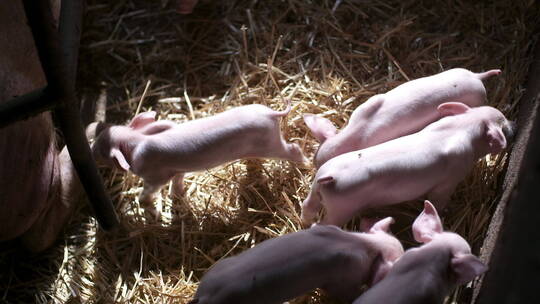 养殖场里的小猪视频素材模板下载