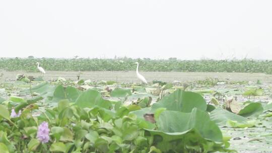 湖区拆围后生态恢复好大批水鸟栖息