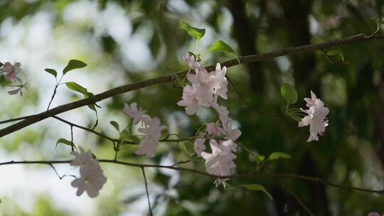 树荫中的一枝海棠花视频素材模板下载