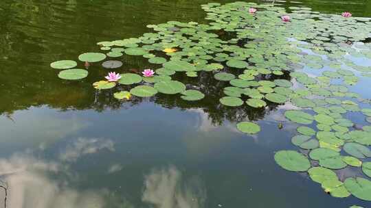 夏天池塘盛开的睡莲花实拍