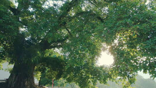 情绪意境自然快切空镜