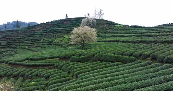 航拍四川山坡上的茶园与春天开花树木