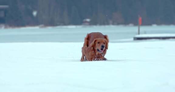 狗，金毛猎犬，玩耍，雪