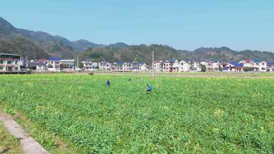 航拍农民劳作油菜花田