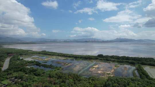 4K航拍深圳福田红树林湿地保护区