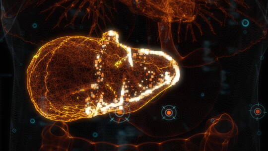 3D三维人体身体器官机能透视动画展示-肝脏视频素材模板下载