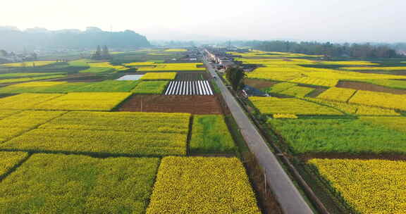 航拍四川春天的油菜花地