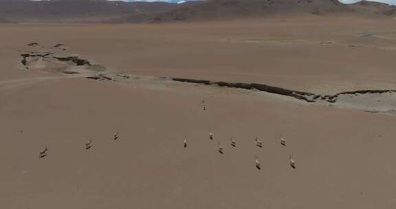 西藏阿里地区无人区藏羚羊湖泊高空航拍