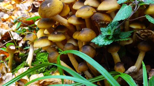 生长在森林里的野生蘑菇