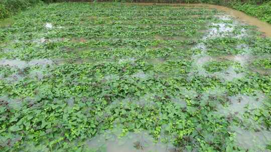 雨后被淹的农作物 红薯视频素材模板下载