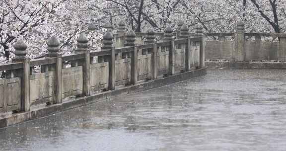 春雨大雨古建筑樱花特写