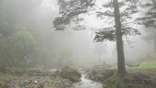 山茶树山茶果视频宣传片素材