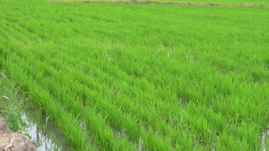 一亩绿色水稻田地稻苗