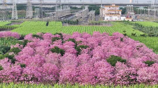 中国广东省广东省广州市南沙马克村紫花风铃