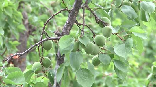 杏 山楂 山楂花