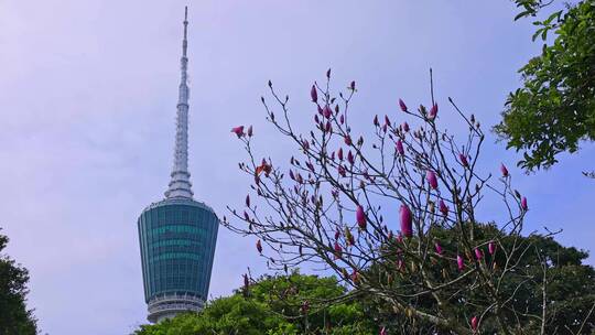 深圳梧桐山