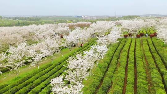 茶园里的樱花树