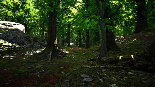 茂密而充满活力的绿色森林，树木参天
