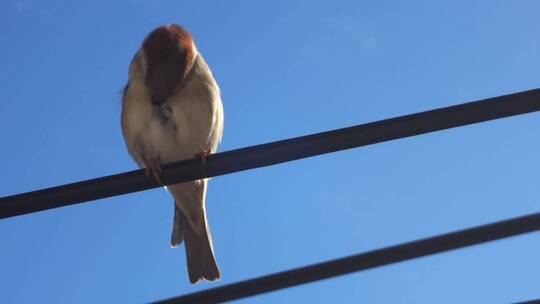 蓝天下站在电线上栖息的小鸟
