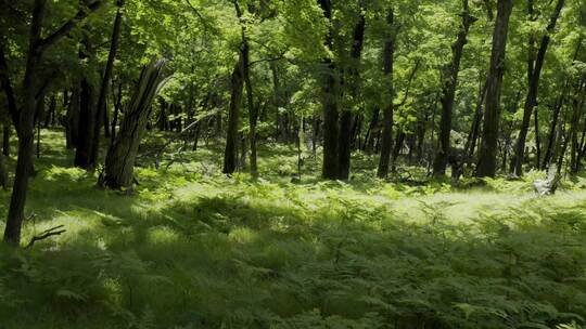 云南森林绿水青山树木植被林间野营露营