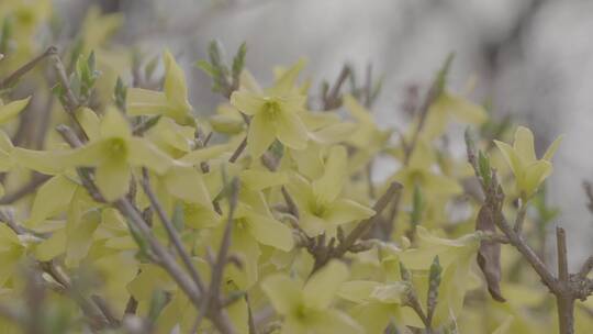 迎春花开特写LOG