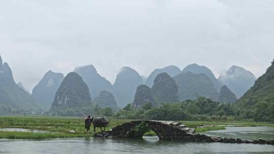 水边石拱桥旁的水牛和戴帽农民