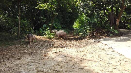 猪 家猪 家畜 散养 土猪 养殖