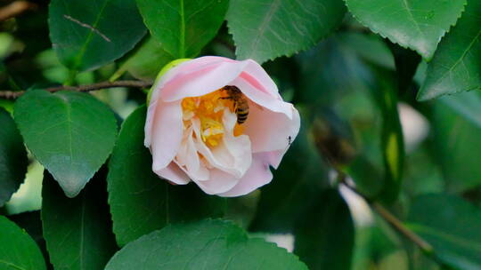 蜜蜂飞舞采蜜山茶花