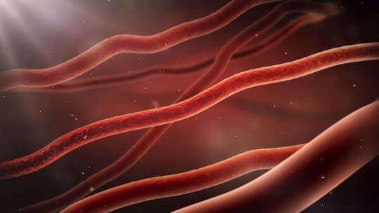 血管血液流动动画视频素材模板下载