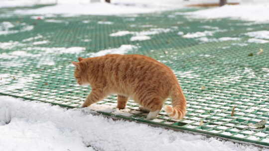 冬季橘猫在雪地上行走张望