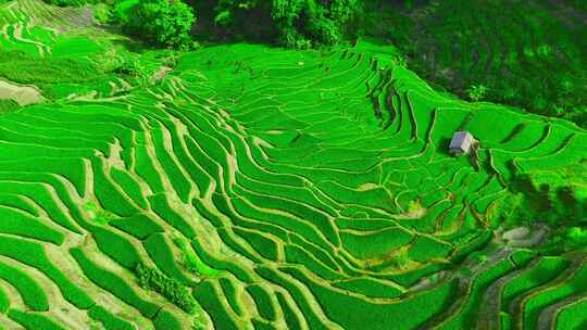 大山梯田