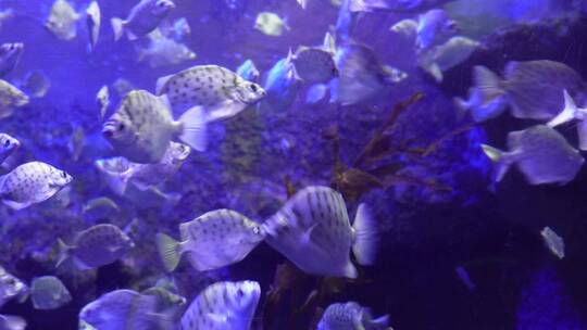 深海鱼群小鱼水下海底世界