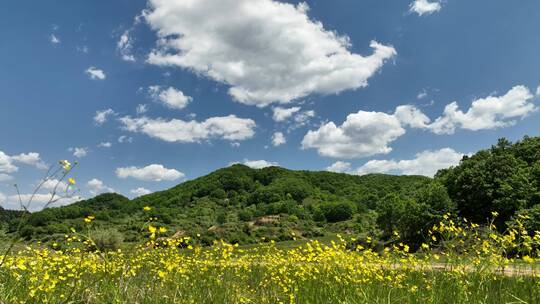 内蒙古呼伦贝尔大草原森林树林氧吧空气环保