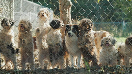 一群狗狗趴在铁栅栏上
