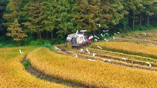 稻田收割 丰收场景 白鹭