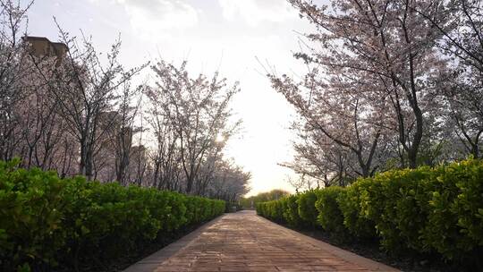 春天樱花盛开的公园小路