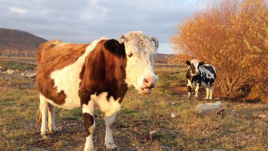 内蒙古两只牛