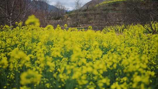 山坡上的油菜花