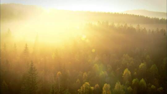 阳光照射大自然森林