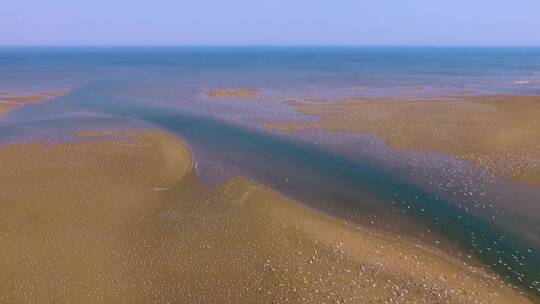 海鸥飞翔栖息