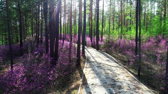 航拍林间花丛小路风景