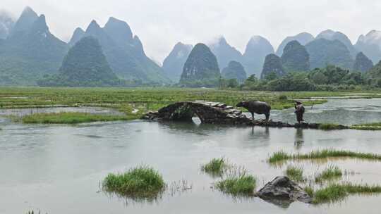 水边石拱桥旁的水牛和戴帽农民