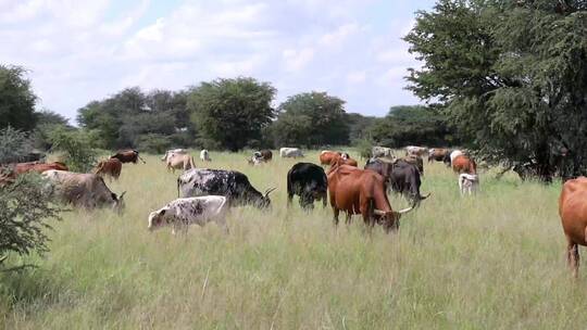 农场草地上的牛群
