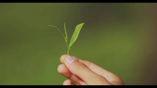 手拿着茶叶拍一张绿茶叶子的特写镜头。