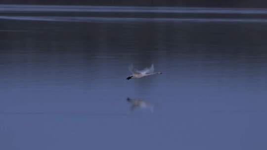 天鹅在湖面起飞