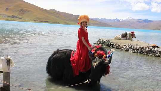 在西藏旅行的女人 坐着牦牛