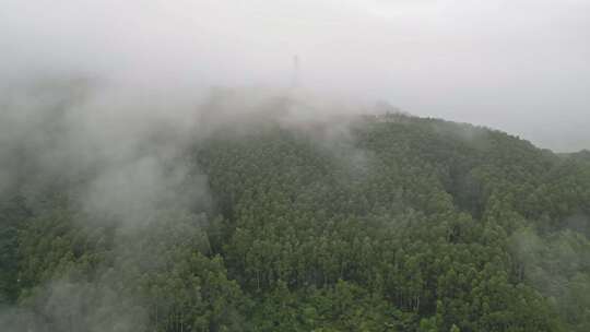 雾气笼罩的茂密山林全景